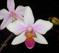 Phal. Intermedia 'Angel Orchids No. 2'